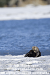 Sea Otter photos