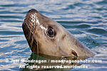 Steller (or northern) Sea Lion photos