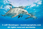 Spotted Dolphins images
