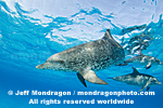 Spotted Dolphins pictures