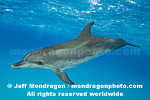 Spotted Dolphin images