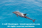 Spotted Dolphin images
