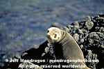 California Sea Lion images