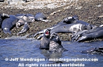 Northern Elephant Seals photos
