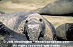 Northern Elephant Seal photos