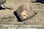 Northern Elephant Seal pictures