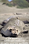 Northern Elephant Seal photos