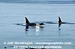 Killer Whales photos
