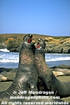 Northern Elephant Seals images