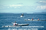 Killer Whale photos
