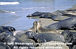 Northern Elephant Seals photos