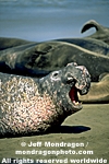 Northern Elephant Seal images