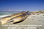 Blue Whale photos