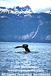 Humpback Whale pictures