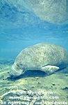 West Indian Manatee pictures