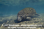 West Indian Manatee images