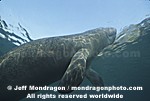 West Indian Manatee photos