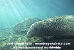 West Indian Manatee photos
