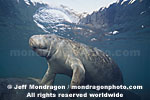 West Indian Manatee images