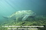 West Indian Manatee photos