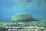 West Indian Manatee images