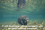 West Indian Manatee images