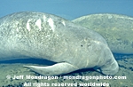 West Indian Manatee photos