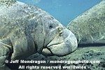 West Indian Manatee photos