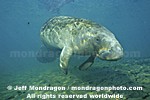 West Indian Manatee images