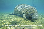 West Indian Manatee photos