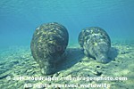 West Indian Manatee images