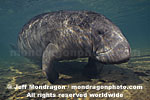 West Indian Manatee pictures