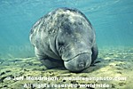 West Indian Manatee pictures