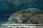 West Indian Manatee images