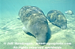 West Indian Manatee pictures