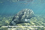 West Indian Manatee images