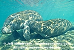 West Indian Manatee pictures