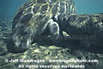West Indian Manatee photos