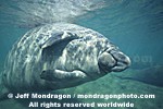West Indian Manatee pictures