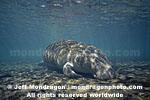 West Indian Manatee pictures