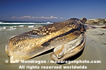 Blue Whale pictures