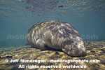 West Indian Manatee images