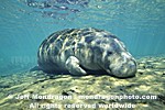 West Indian Manatee pictures