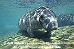West Indian Manatee photos