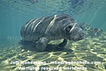 West Indian Manatee images