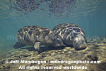West Indian Manatee pictures