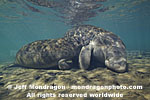 West Indian Manatee photos