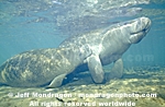 West Indian Manatee images
