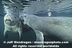 West Indian Manatee photos