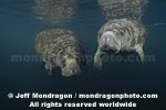 West Indian Manatee pictures